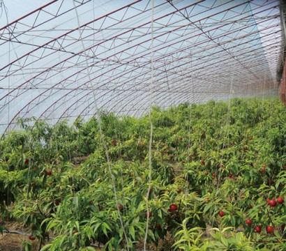 生態果蔬采摘園