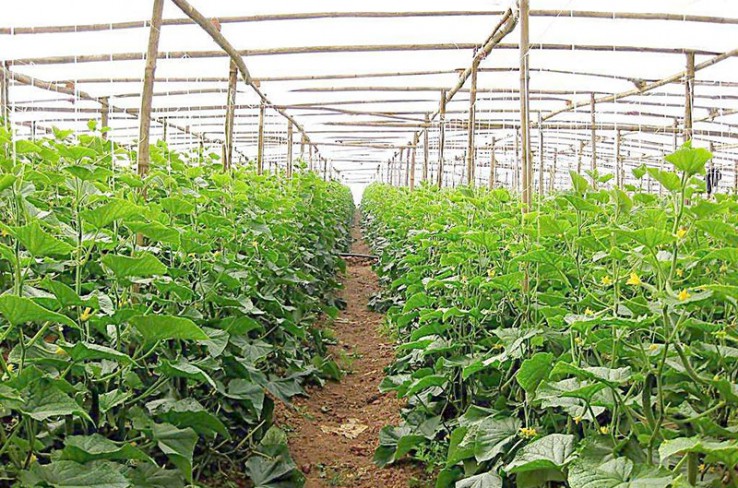 生態果蔬采摘園